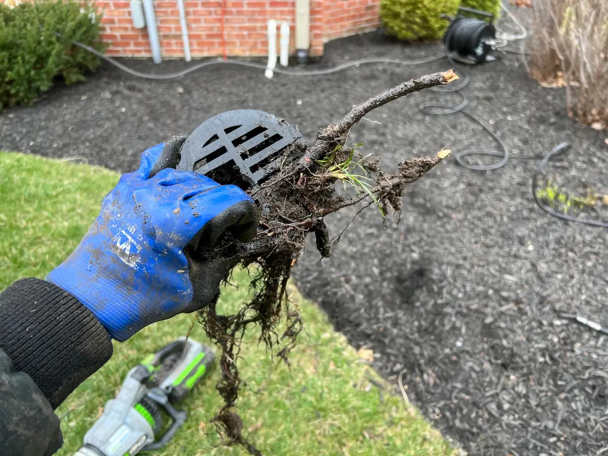 Damaged downspout extension cover with root growth